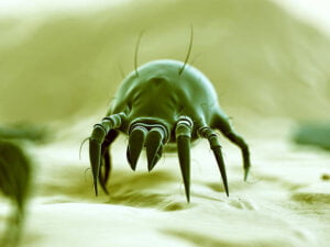 house-dust-mite