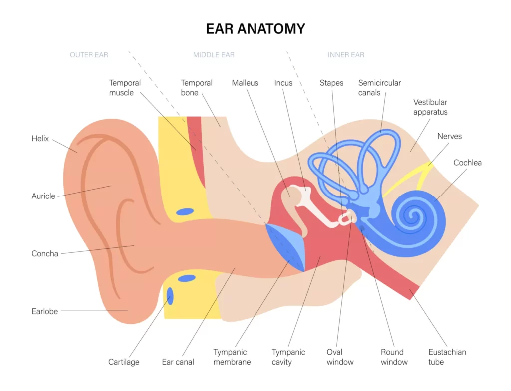 parts of the ear diagram