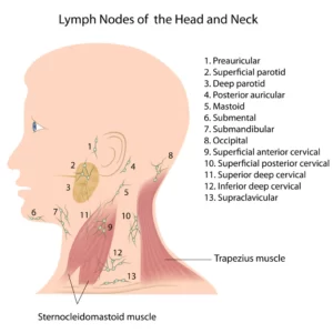 cervical lymph nodes (cervical lymphadenopathy)