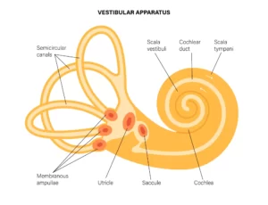 vestibular-apparatus