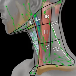 levels_cervical_Lymph_nodes